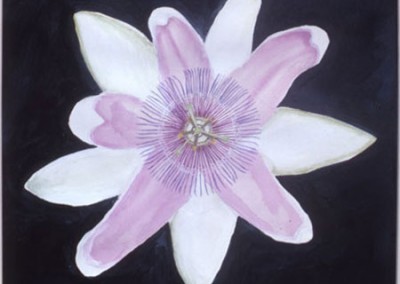 Passion Flower, 1981. Gouaches on ragboard.